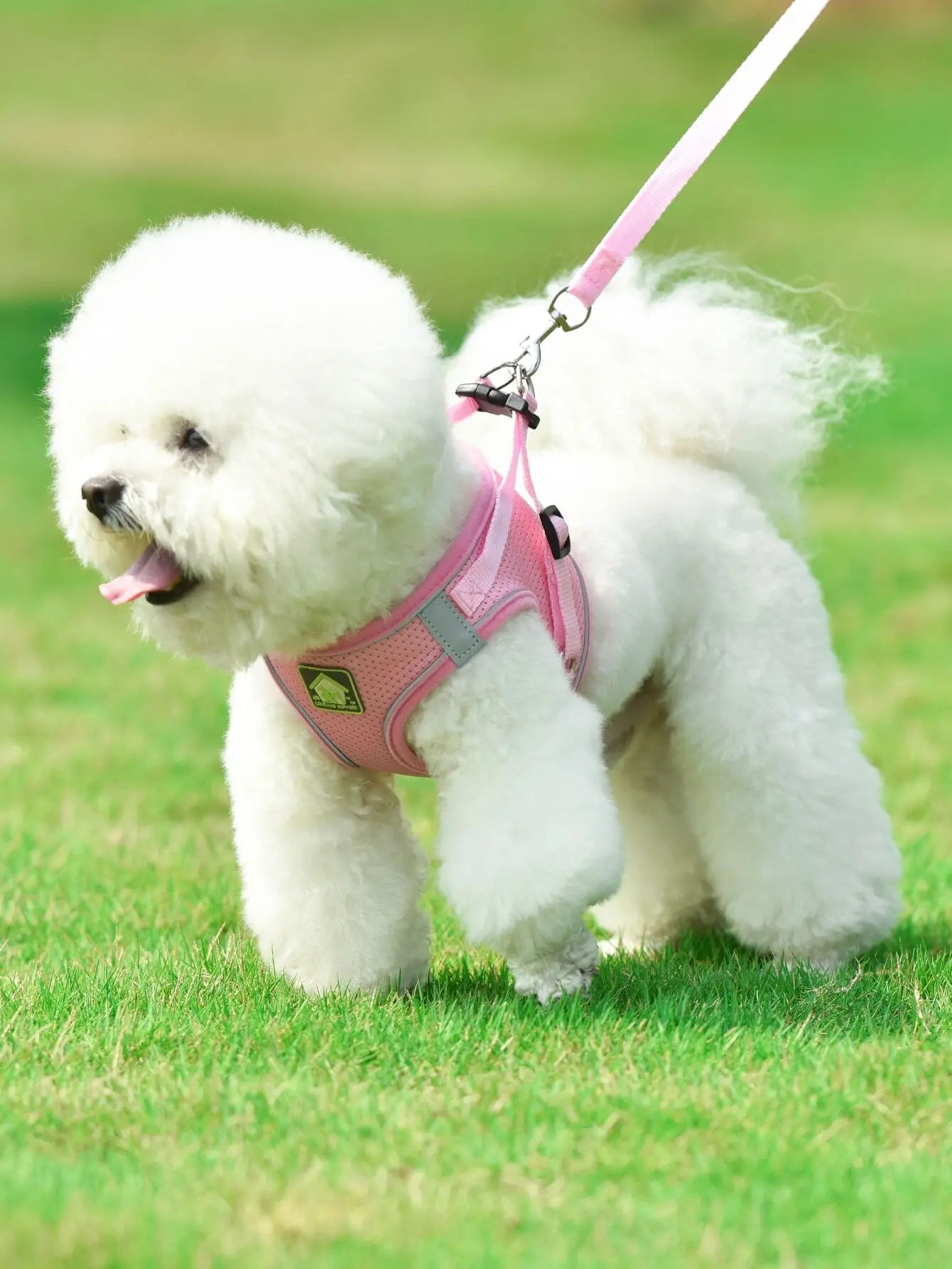 Mesh Harness with Leash for Small Dogs and Cats