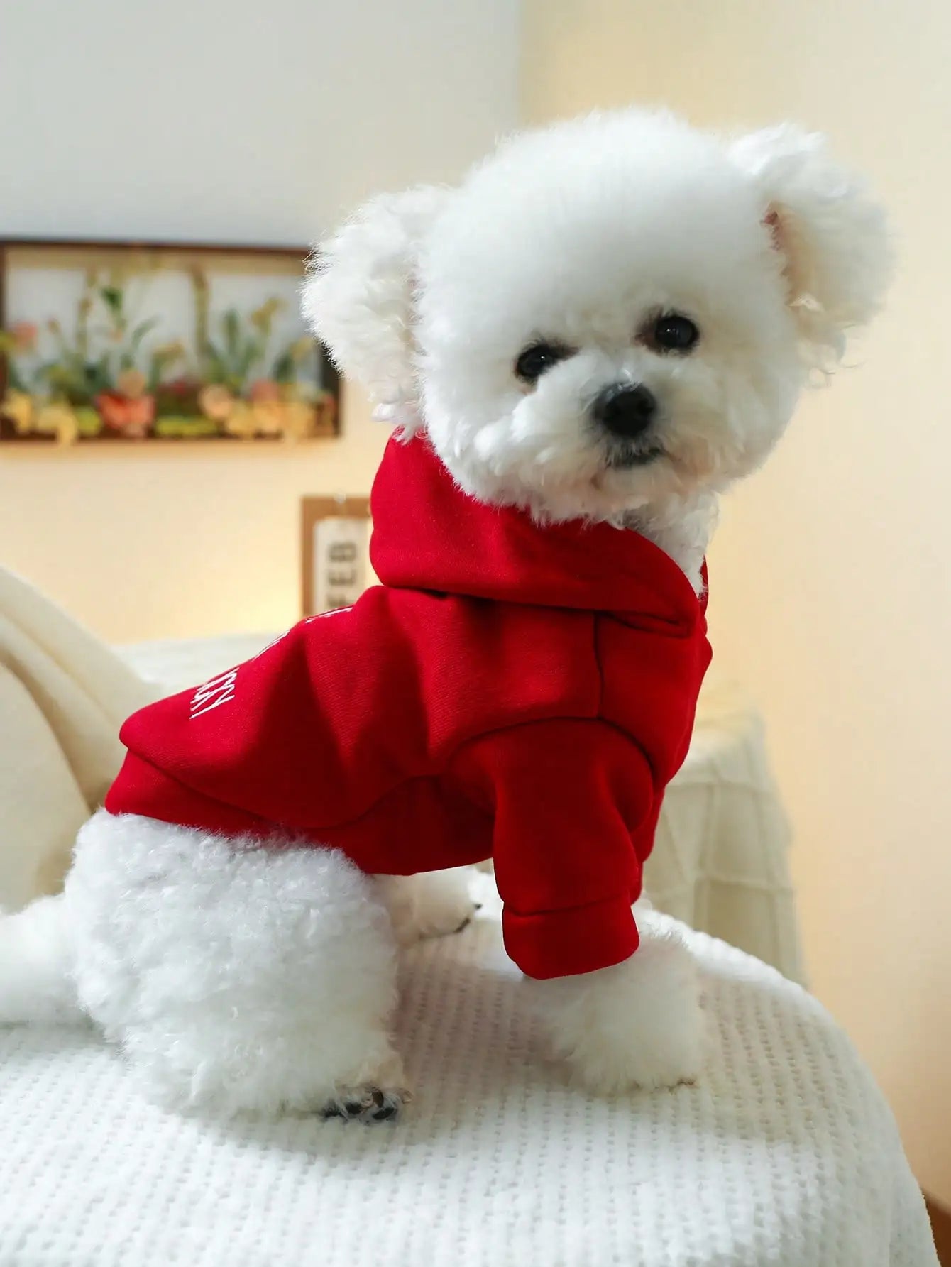Red Hooded Sweatshirt, Small Dogs , Embroidered Design