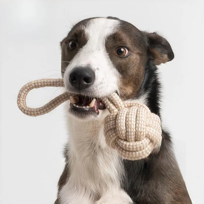 A 3-piece Set Of Leisure And Entertainment Toys For Dogs And Cats To Better Interact With Your Pets