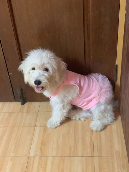 Dress for Small Dogs & Cats,