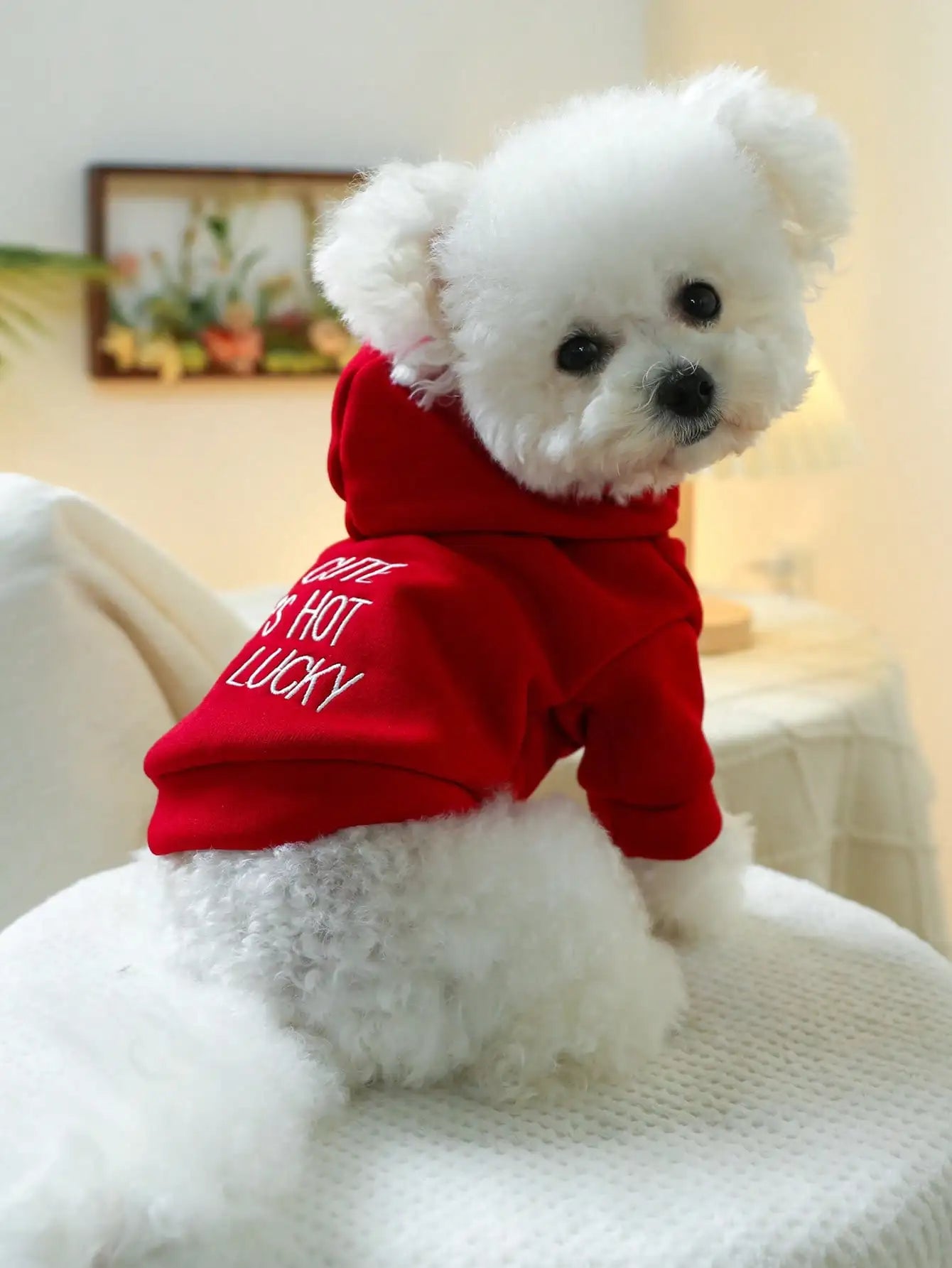 Red Hooded Sweatshirt, Small Dogs , Embroidered Design