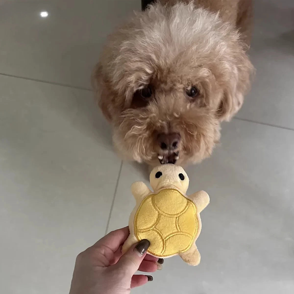 Mini Turtle Chew Toy, Durable, Bite-Resistant, Promotes Dental Health