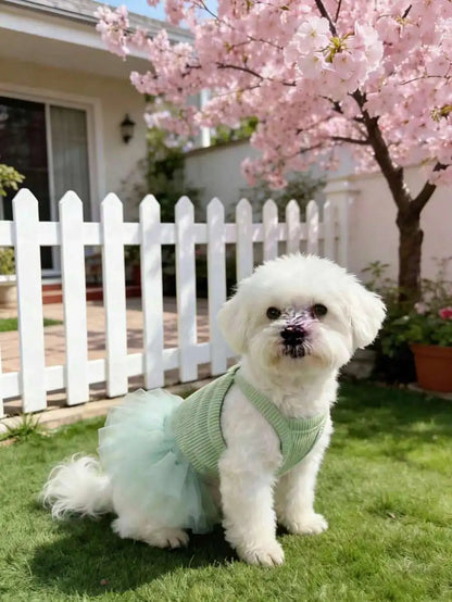 Dress for Small Dogs & Cats,